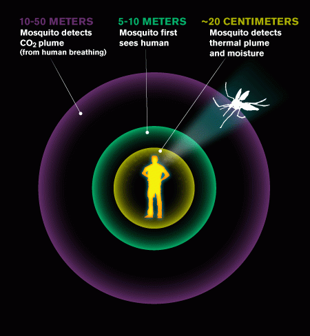 To find a human host, mosquitoes face the challenging task of integrating sensory cues that are separated in space and time. This sensory integration happens as a result of their multi-pronged strategy, which begins with tracking a plume of CO2 upwind. Research from the Dickinson lab indicates that mosquitoes also respond to CO2 by exploring visual features they otherwise ignore. This behavior guides them towards potential hosts, where they use cues such as heat to locate a landing site. Image credit: Lance Hayashida/Caltech