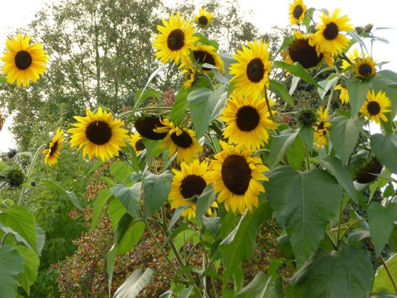 A stand of tall yellow sunflowers with wide round black centers.