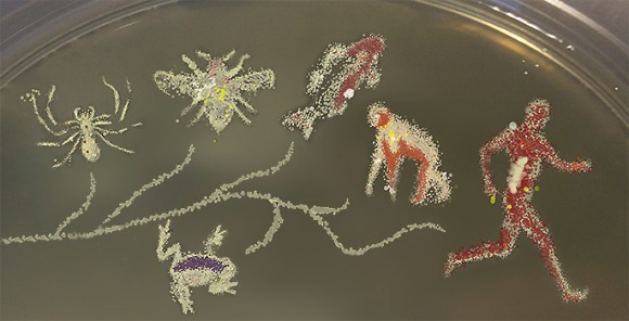 Tree of life created with bacterial cultures. Image credit: Robert Brucker / Harvard University