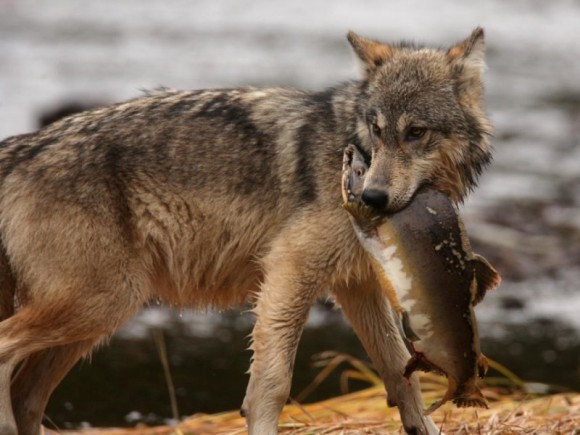 A coastal wolf is hunting salmon in British Columbia, Canada. Photo credit: Guillaume Mazille