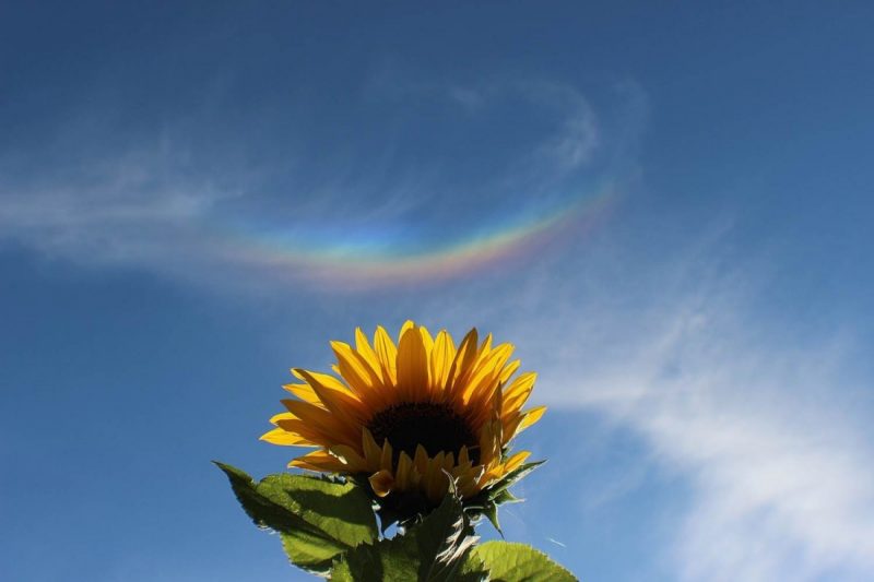 Large backlit sunflower with arc like upside down rainbow in the sky above it.