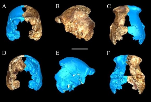 These are bone fragments of Homo neladi, a new species of hominin recently discovered in South Africa. Image credit: Charles Musiba