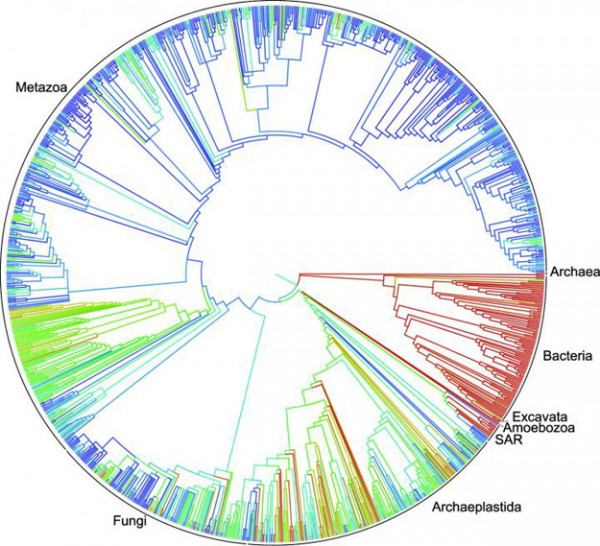 phylogenetic tree of life