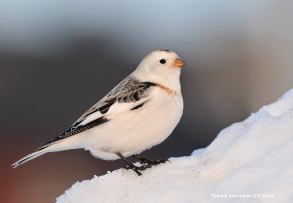 Snow bunting in Norway. Image credit: Tormod Amundsen