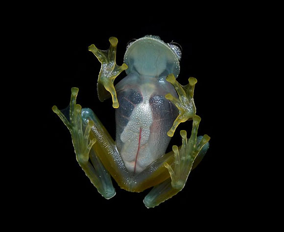 glass-frog-580.jpg