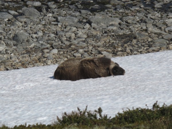 Musk ox resting on snow patch in Norway. Image credit: Tord Bretten, SNO