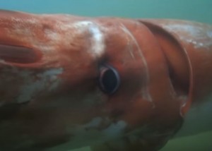 Giant squid surfaces in Japanese harbor | Earth | EarthSky