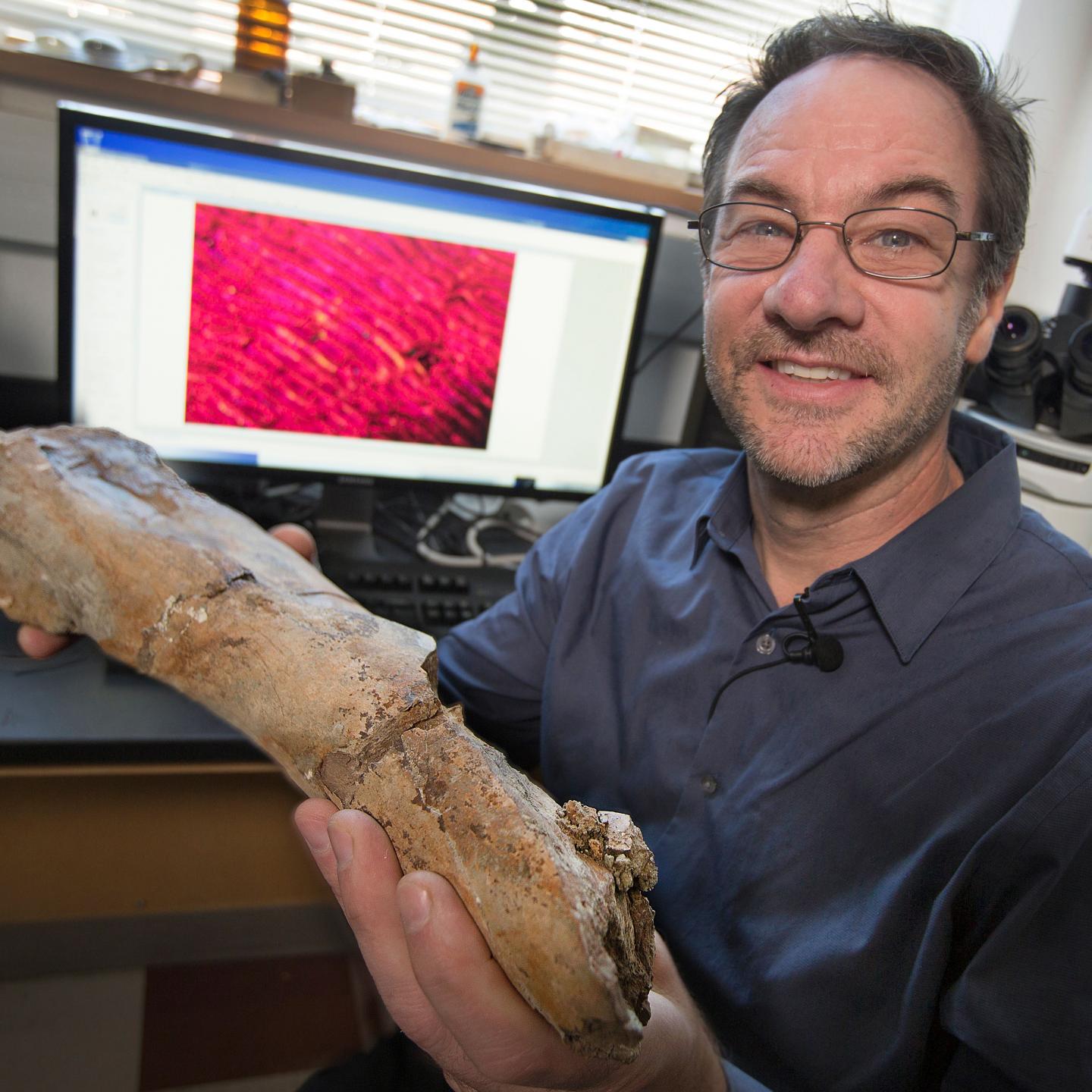 Gregory Erickson, a professor at the Florida State University, holds a leg bone from Eotrachadon in his lab in Tallahassee. Image credit: Bruce Palmer/Florida State University.