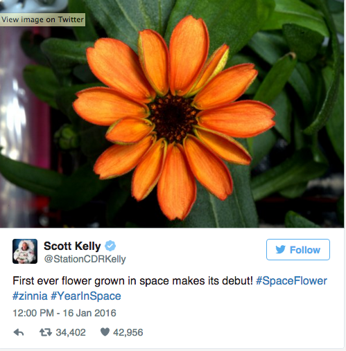 First flower grown in space