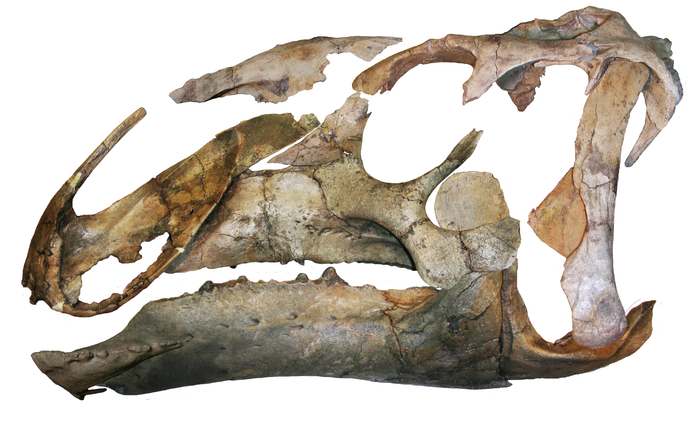 Eotrachodon orientalis skull Image credit: Albert Prieto-Marquez, et al.