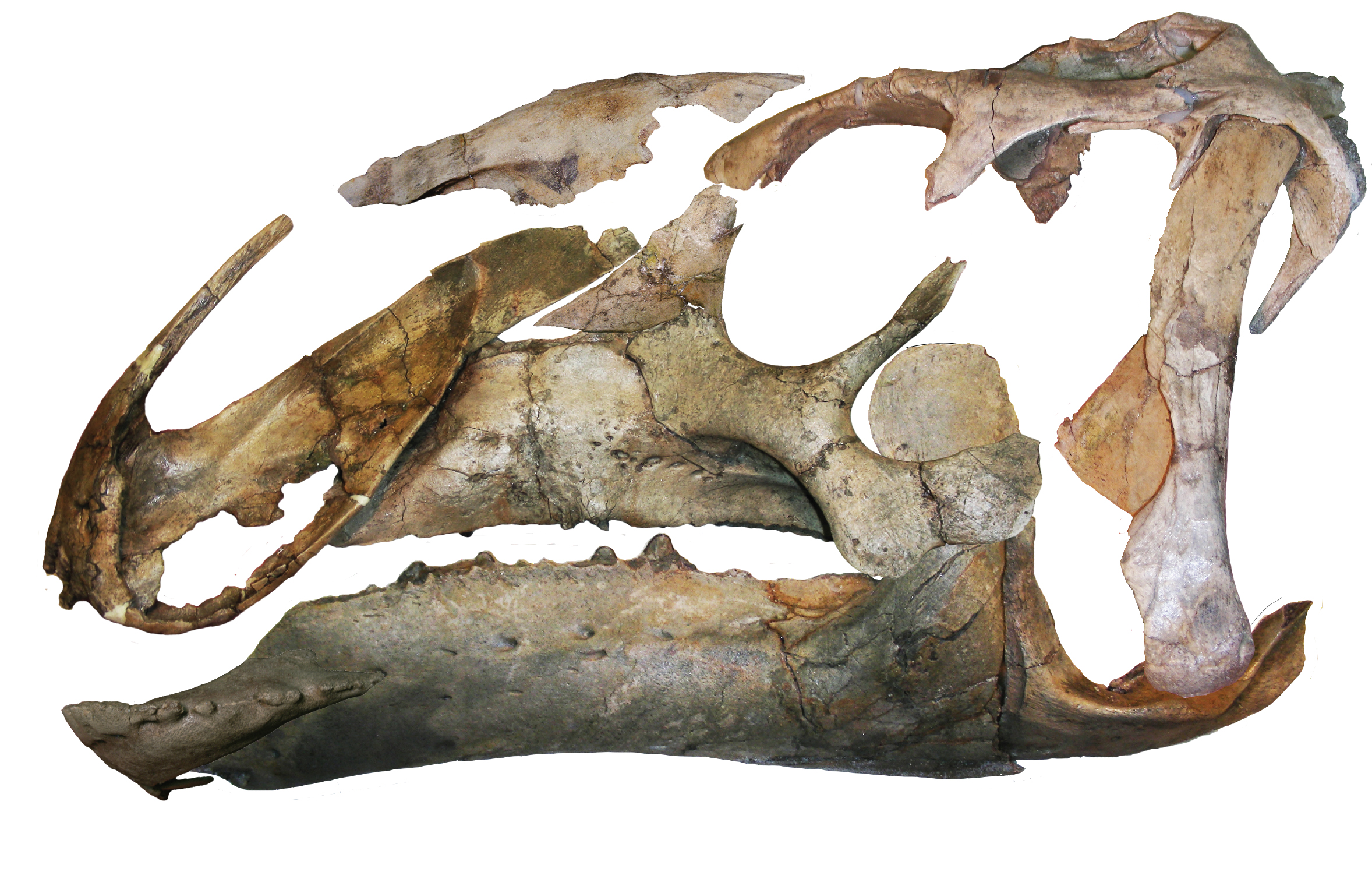 Extraordinary fossil find sheds light on duck-billed dinosaurs | Earth | EarthSky