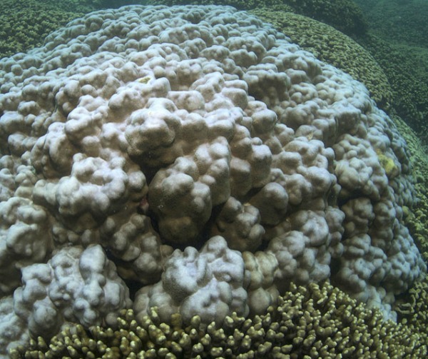 Bleached Hawaiian coral. Photo credit: NOAA