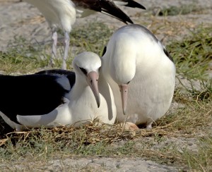 New chick for oldest wild bird Wisdom | Earth | EarthSky