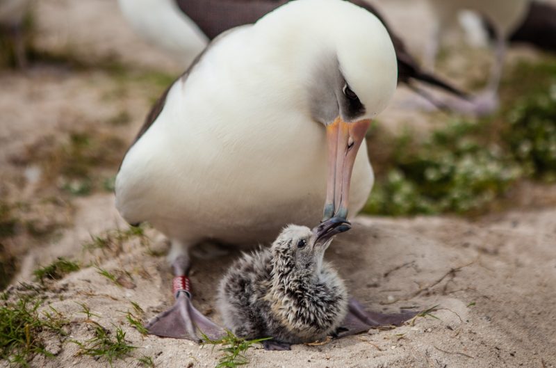 Wisdom and her chick, Kukini, February 10, 2016. Image credit: Midway Atoll National Wildlife Refuge.