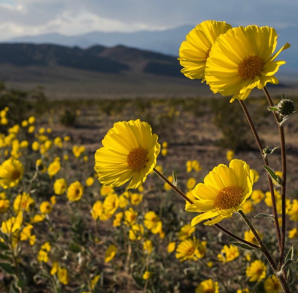 Rare superbloom in California's Death valley Earth EarthSky