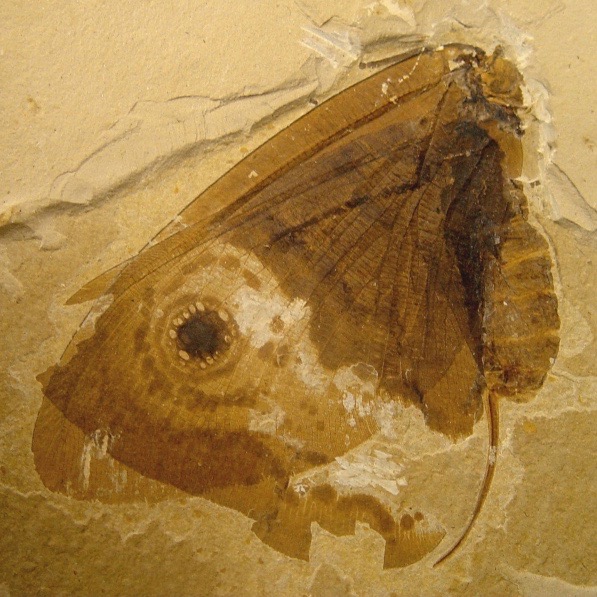 A photo of the modern owl butterfly (Caligo Memnon) shown below a fossilized Kalligrammatid lacewing (Oregramma illecebrosa) shows some of the convergent features independently evolved by the two distantly-related insects, including wing eyespots and wing scales. Image via James Di Loreto / Smithsonian