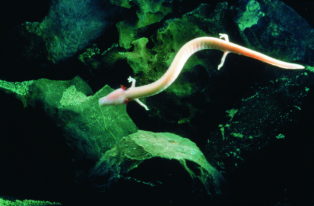 Olm, also known as “human fish,” are the only species of cave-dwelling vertebrae in Europe. Image credit: Postojna Cave Park.
