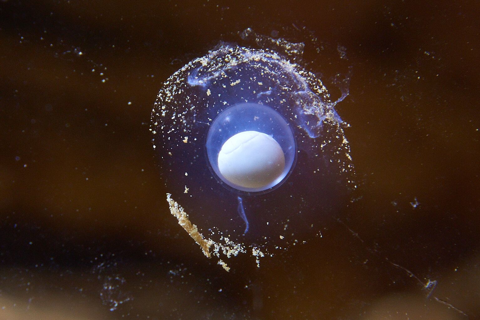 A close up of the first olm egg. Image credit: Postojna Cave Park.
