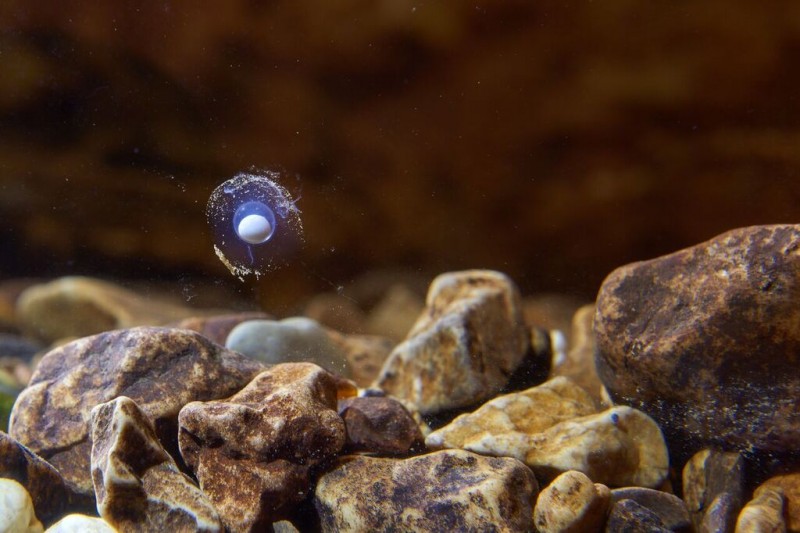 An egg attached to the wall of an aquarium holding captive olm was first noticed by a tour guide. Image credit: Postojna Cave Park.