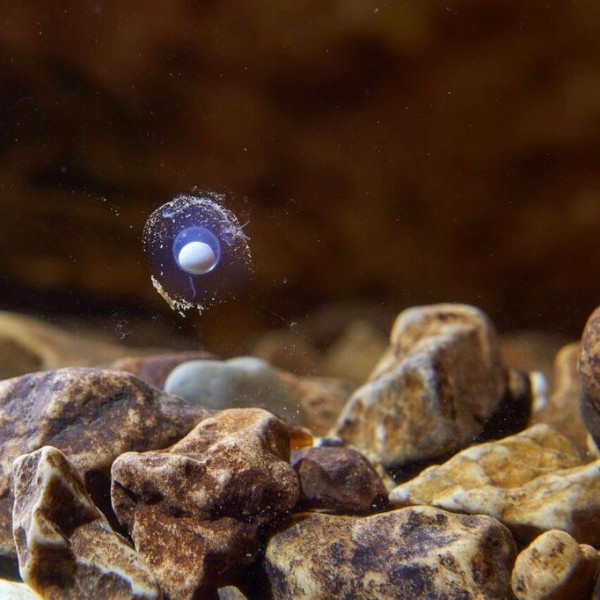 A tour guide at Postojna Cave Park first noticed an egg attached to the wall of an aquarium holding captive olm.