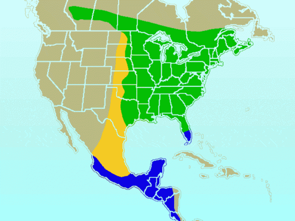 Breeding range of the ruby-throated hummingbird is shown in green. Blue shows their wintering range. They’re only found during migration at locations in yellow. Image credit: Ken Thomas - https://www.kenthomas.us 