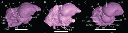 Side views of brain scans from the dodo (A), the Rodrigues solitaire (B), and Caloenas nicobarica (C), a type of pigeon. Image: © AMNH/E. Gold