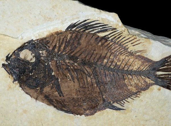 Eocene fossil fish from the Green River Formation of Wyoming. Image: wikipedia