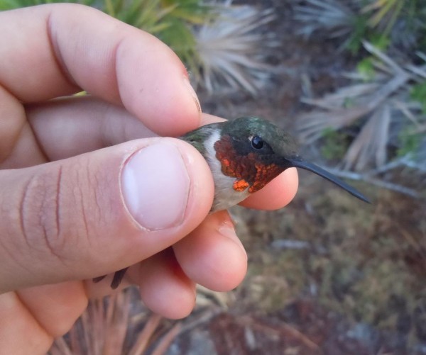 A male ruby-throated hummingbird in the hand of a researcher, just before it’s released. Image credit: B. Dossman.
