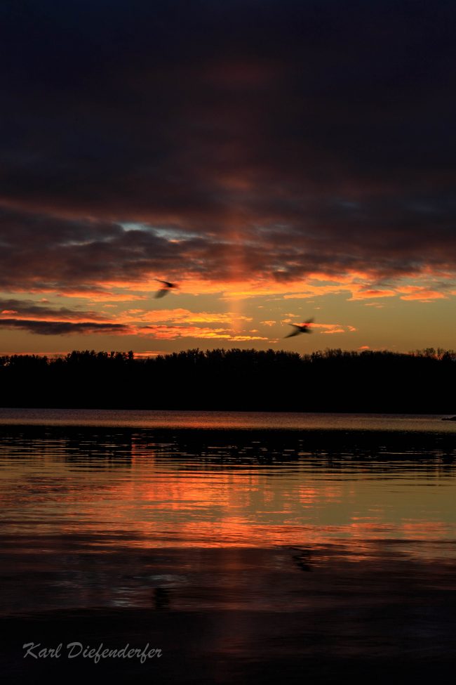 Two big, blurry birds flying under orange sunset clouds with light pillar in background over a lake.