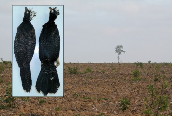 Arable fields in eastern Amazonia, former forest haunts of the endemic Belem Curassow, illustrated in the inset to the right of the similar Bare-faced Curassow. This former species was last documented in the wild decades ago.               both images Alexander Charles Lees, curassow specimens. Image credit: ©Museu Paraense Emílio Goeldi