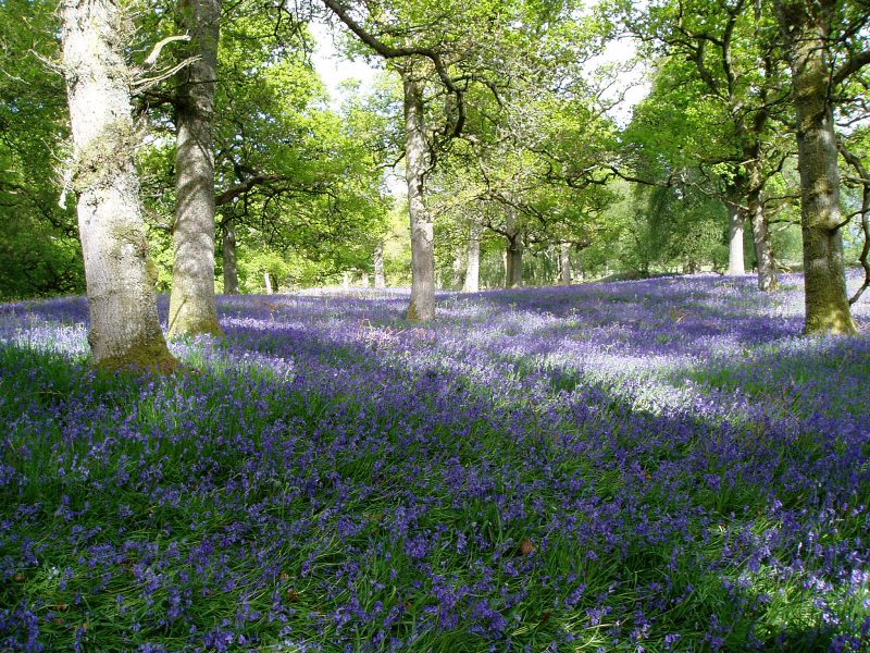 Blanket of blue flowers in partly sunny woodland, large trees in background.