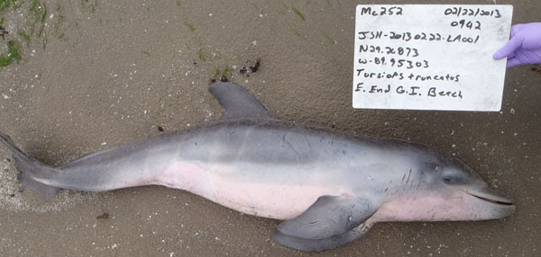 A stranded dolphin in March 2013. Young bottlenose dolphins have been dying in areas affected by the 2010 Deepwater Horizon oil spill. Image credit: Louisiana Department of Wildlife and Fisheries 