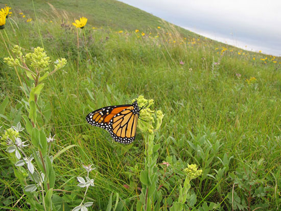 Monarch butterfly on the Sullys Hill Game Preserve, North Dakota. Image Credit: U.S. Fish and Wildlife Service.