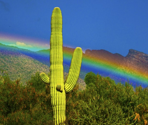 Low rainbow over desert landscape and saguaro cactus.