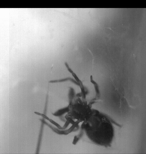 A trap-jaw spider in action. The video was originally recorded at 3,000 frames per second. In this video, it’s been slowed down to 20 frames per second. In real life, this video would have been 150 times faster. Video credit: Hannah Wood, Smithsonian.