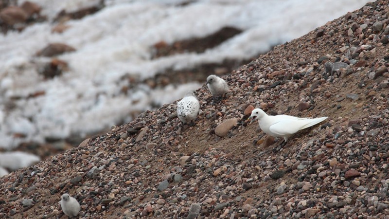 An adult gull and fledglings on the iceberg. Image via Polar Biology.