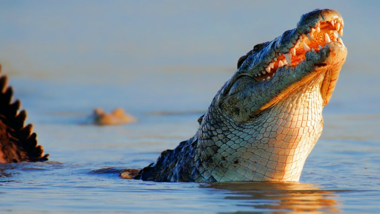 Nile crocodile. Nile crocodiles, Crocodylus niloticus, were responsible for at least 480 attacks on people and 123 fatalities in Africa between 2010 and 2014. Image © mariswanepoel / Fotolia