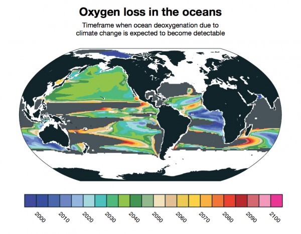 View larger. | Deoxgenation due to climate change is already detectable in some parts of the ocean. New research from NCAR finds that it will likely become widespread between 2030 and 2040. Other parts of the ocean, shown in gray, will not have detectable loss of oxygen due to climate change even by 2100. Image courtesy Matthew Long, NCAR. 