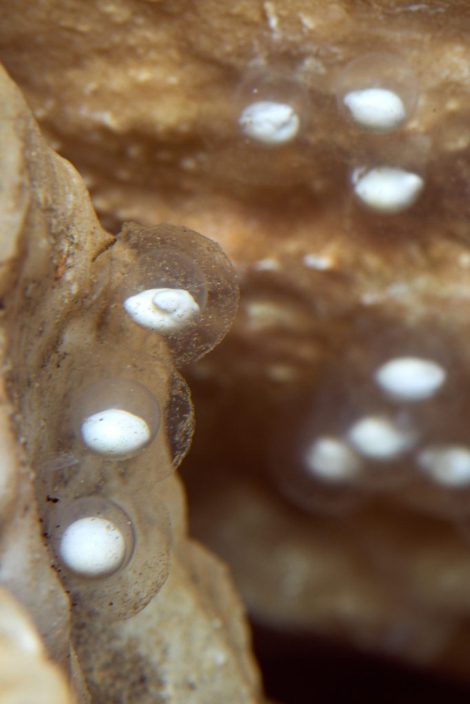 During early stages of development, the head, back and tail are already visible in the embryo that’s left of center in the photo. Image credit: Iztok Medja, Postojna Cave.