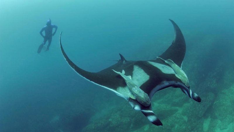 Lead study author Josh Stewart follows a giant oceanic manta ray at Bahia de Banderas off mainland Pacific Mexico. Image via Scripps Oceanography/ Octavio Aburto/ PBS