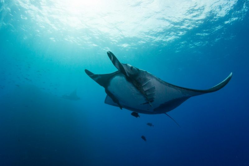 A giant manta ray at Revillagigedo Archipelago, about 300 miles off Baja California, Mexico. Image credit: Scripps Oceanography/Octavio Aburto.