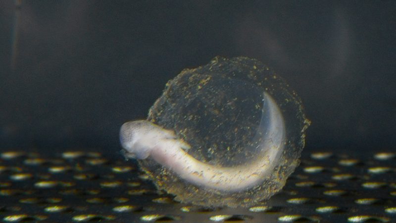 An olm embryo emerging. Image credit: Iztok Media/Postojna Cave.