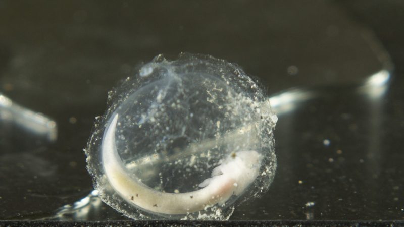 Olm embryo, almost ready to hatch. Image credit: Postojna Cave.