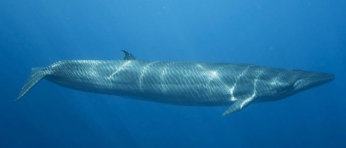 Read more about Bryde's whales from WDC (Whale and Dolphin Conservation).