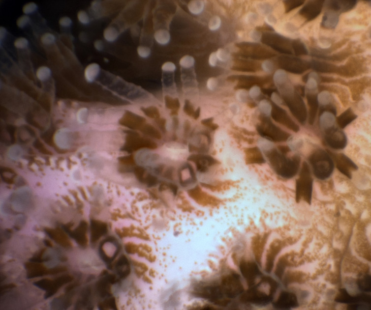 A glimpse of what we’ve been missing: Pocillopora polyps: a 2.8 x 2.4 mm field of view.