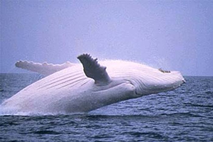  A white humpback whale known as Migaloo, photographed in 2003. Image via Qld Environmental Protection Agency (file photo) / ABC.net.au 