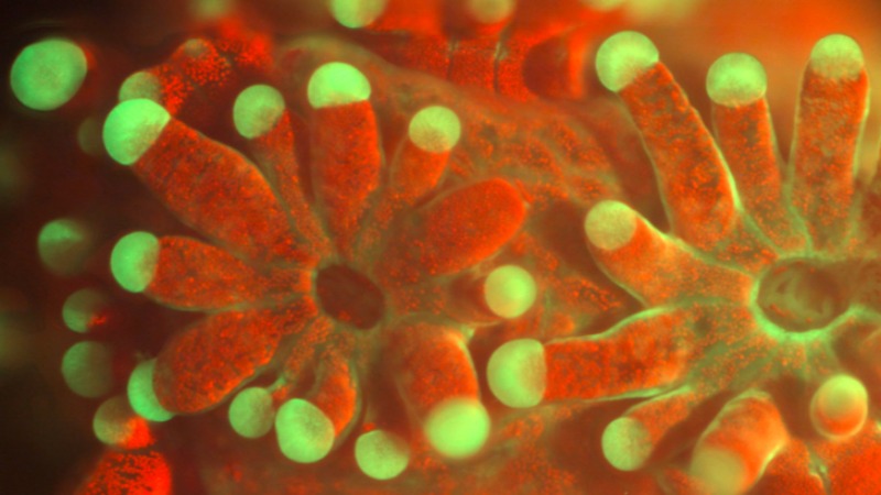 Fluorescent image of the coral Pocillopora damicornis. The field of view is approximately 4.1 x 3.4 mm.  Imag via Andrew D. Mullen/UCSD