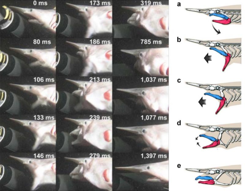 A photo montage of 15 still frames, from video taken in 2008, shows a juvenile goblin shark grabbing the arm of a diver. These images span a 1.397 seconds interval. The jaw movement itself, depicted in the illustrations labeled a to e, occurred within 0.3 seconds. Photo stills courtesy of NHK; illustrations courtesy of Hokkaido University.