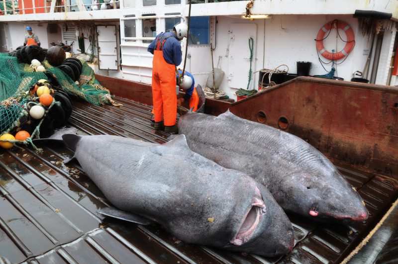 Greenland sharks are sometimes found in commercial fishing bycatch. Image courtesy of Julius Nielsen, University of Copenhagen.