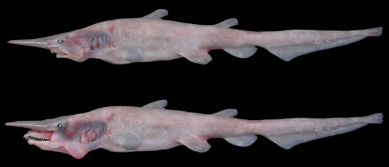 A goblin shark specimen showing its “normal” appearance (top), and its “slingshot feeding” jaw protrusion (bottom). Image courtesy of Okinawa Churashima Foundation